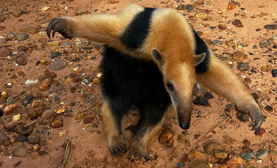 Tamanduá-mirim encontrado em Alto Piquiri é devolvido à natureza por técnicos do IAT