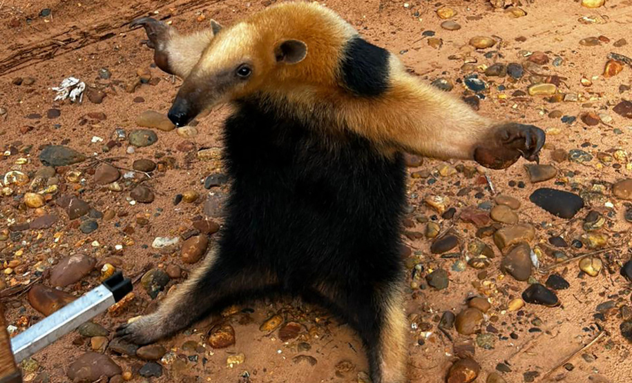 Tamanduá-mirim encontrado em Alto Piquiri é devolvido à natureza por técnicos do IAT