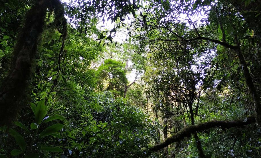 No Dia das Florestas, Paraná celebra novo indicador de redução do desmatamento ilegal