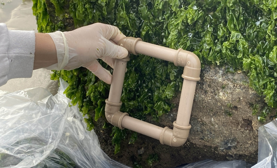 Estruturas marítimas construídas em Matinhos começam a ser colonizadas pela fauna incrustante