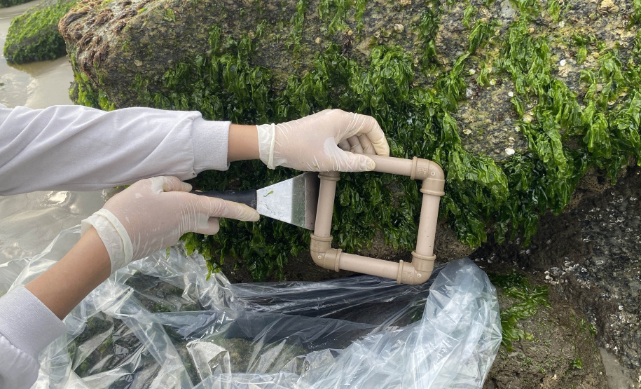 Estruturas marítimas construídas em Matinhos começam a ser colonizadas pela fauna incrustante