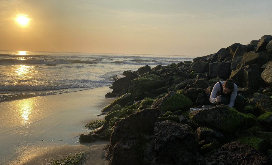 Estruturas marítimas construídas em Matinhos começam a ser colonizadas pela fauna incrustante
