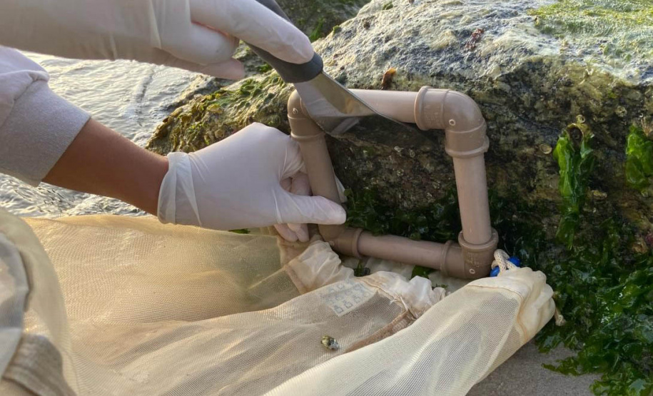 Estruturas marítimas construídas em Matinhos começam a ser colonizadas pela fauna incrustante