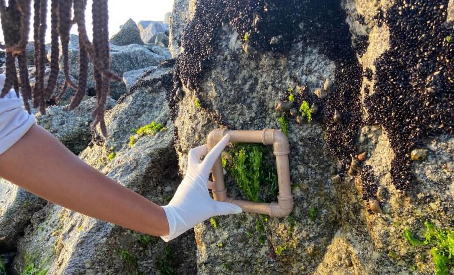 Estruturas marítimas construídas em Matinhos começam a ser colonizadas pela fauna incrustante