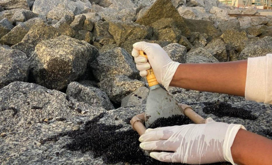 Estruturas marítimas construídas em Matinhos começam a ser colonizadas pela fauna incrustante