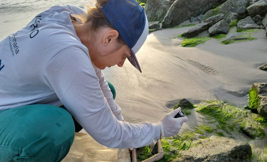 Estruturas marítimas construídas em Matinhos começam a ser colonizadas pela fauna incrustante
