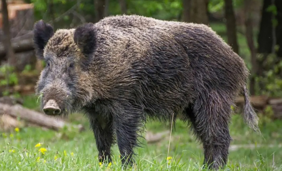 UEL PESQUISADOR COORDENA RELATÓRIO