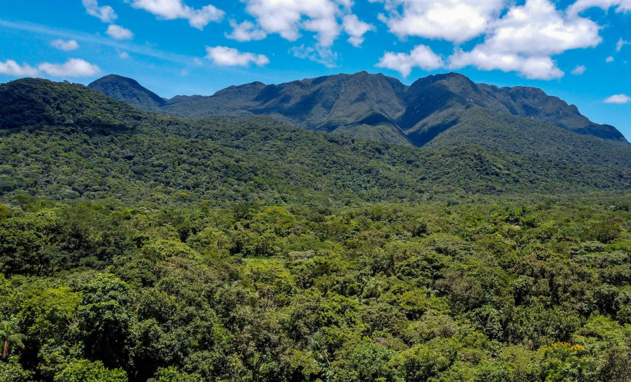 No Dia das Florestas, Paraná celebra novo indicador de redução do desmatamento ilegal