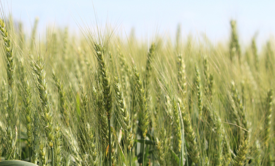 DERAL AUMENTO ÁREA FEIJÃO