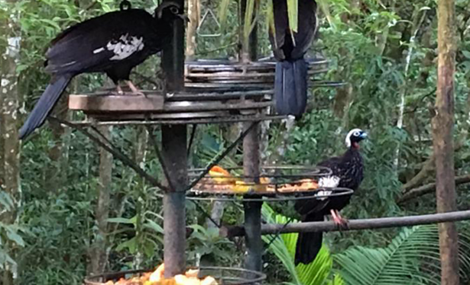 BANCO ALIMENTOS ANIMAIS