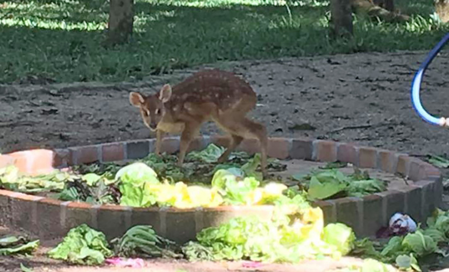BANCO ALIMENTOS ANIMAIS