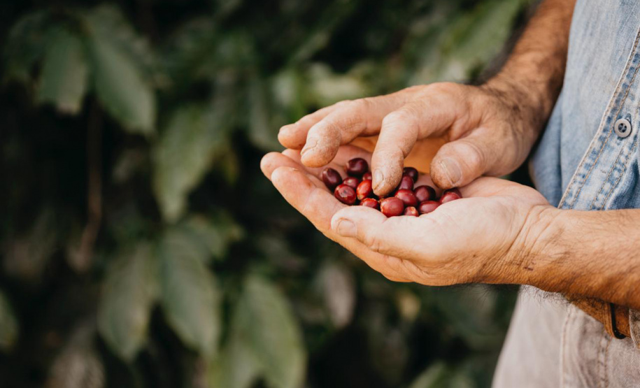 SEI PRODUTORES ARTESANAIS