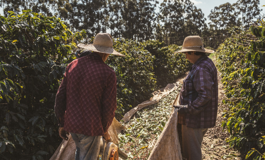SEI PRODUTORES ARTESANAIS