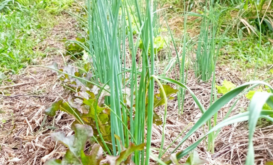 IDR ALIMENTOS OUTONO