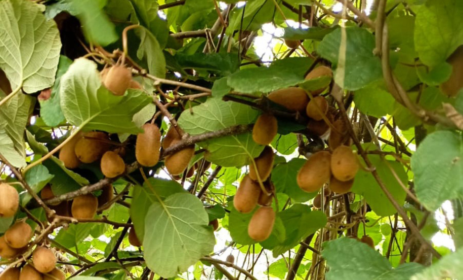 IDR ALIMENTOS OUTONO