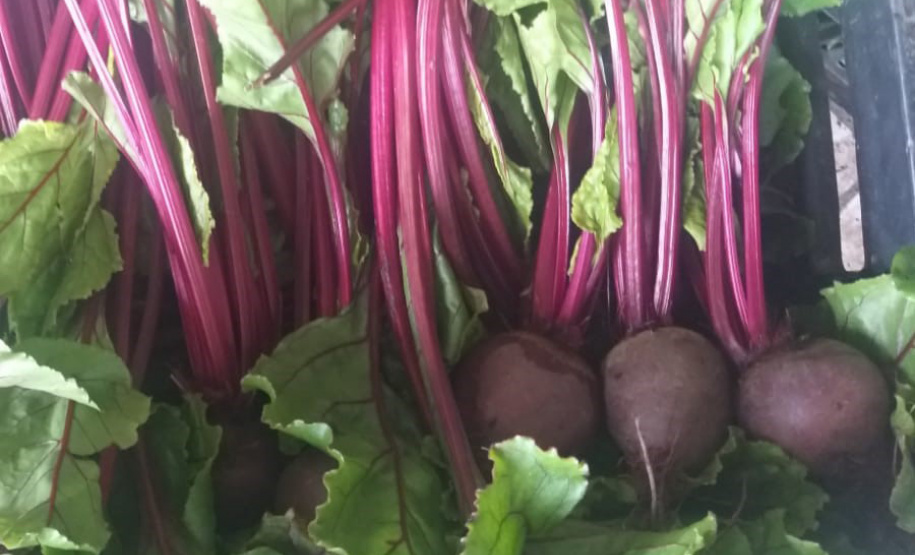 IDR ALIMENTOS OUTONO