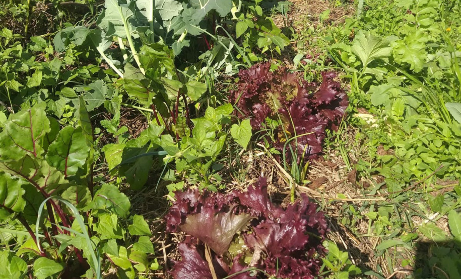 IDR ALIMENTOS OUTONO