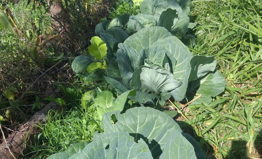 IDR ALIMENTOS OUTONO