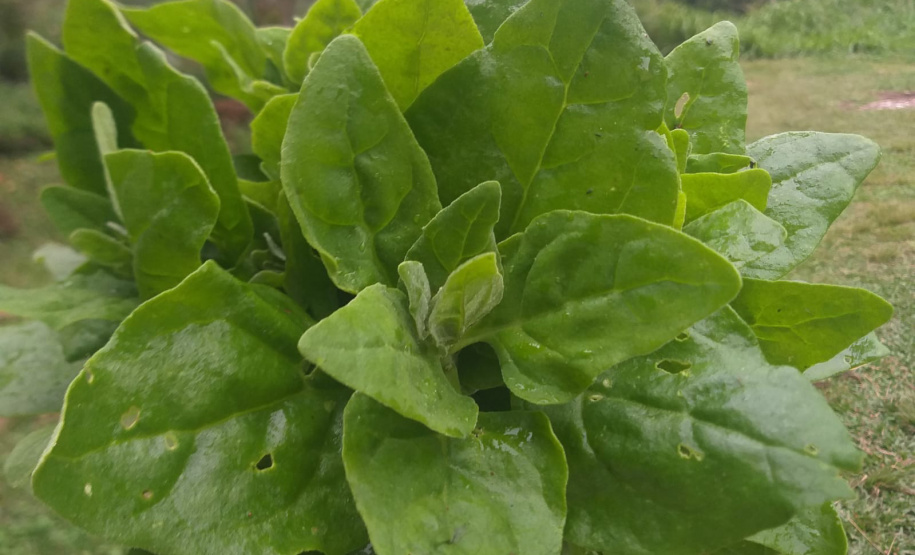 IDR ALIMENTOS OUTONO