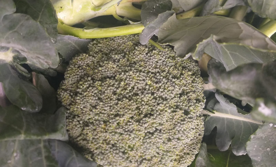 IDR ALIMENTOS OUTONO