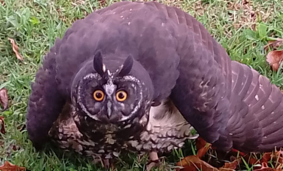 IAT CORUJA RESGATADA