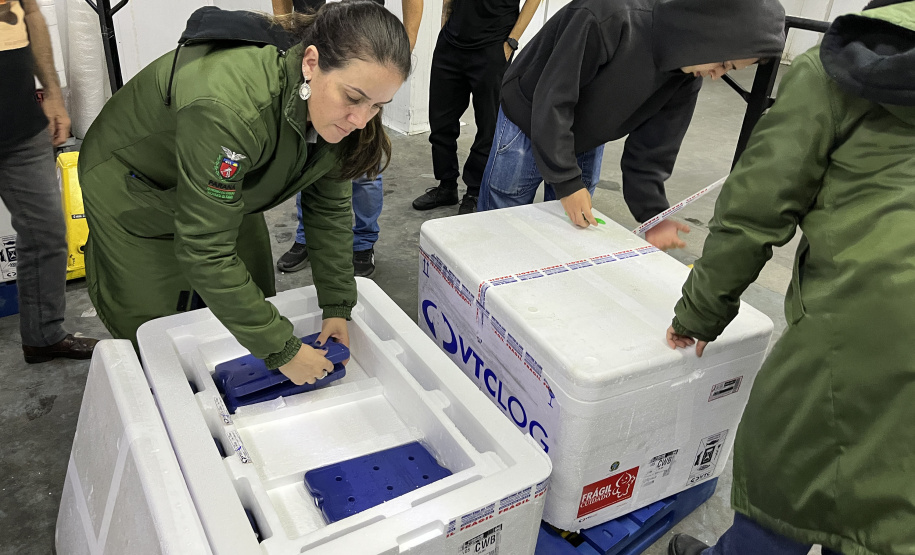 VACINA DENGUE APUCARANA