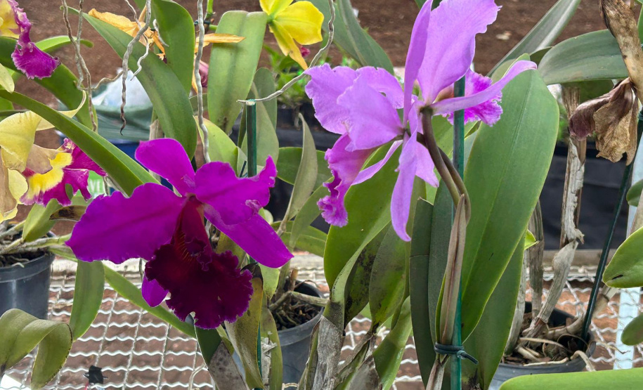 IDR TURISMO RURAL EXPOLONDRINA