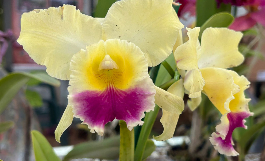 IDR TURISMO RURAL EXPOLONDRINA