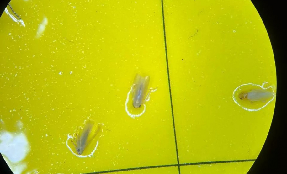 IDR REDE DE AGROPESQUISA