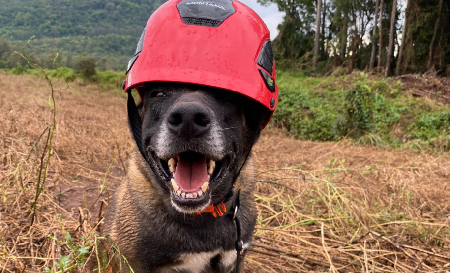 CERTIFICAÇÃO DE CÃES BOMBEIROS