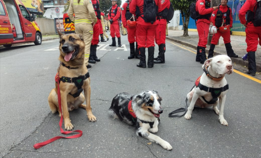 CERTIFICAÇÃO DE CÃES BOMBEIROS