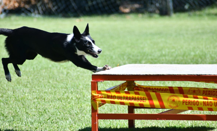 CERTIFICAÇÃO DE CÃES BOMBEIROS