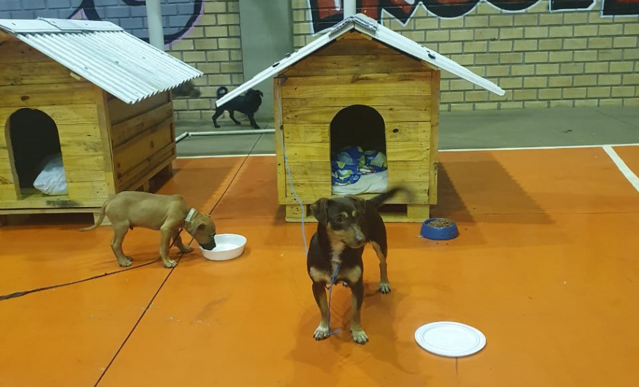 SESP CASINHAS CÃES RESGATADOS RS