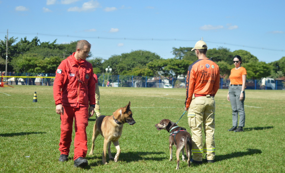 BOMBEIROS CÃES EM DESASTRES