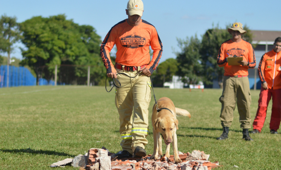BOMBEIROS CÃES EM DESASTRES
