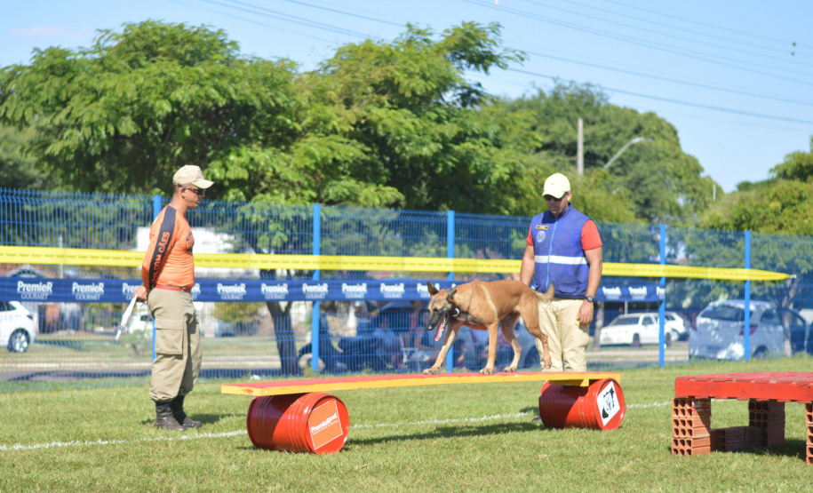 BOMBEIROS CÃES EM DESASTRES