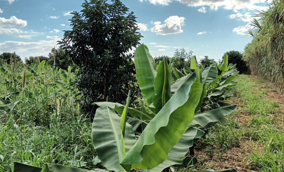 IDR PRODUÇÃO DE BANANA