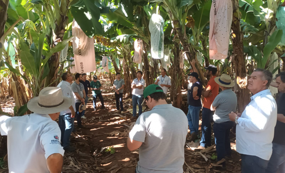 IDR PRODUÇÃO DE BANANA