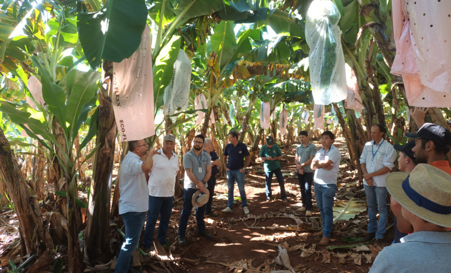 IDR PRODUÇÃO DE BANANA