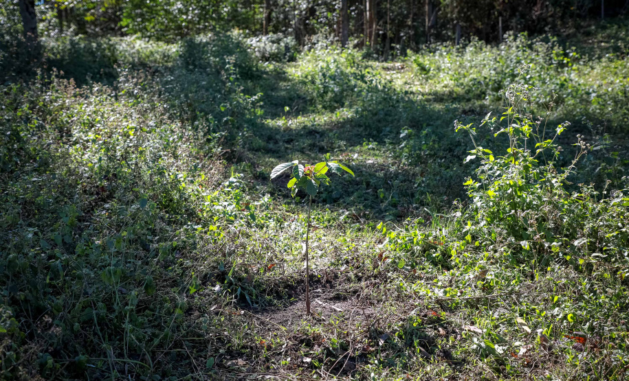 Prefeituras de 50 municípios já plantaram 86.930 mudas no programa Asfalto Novo, Vida Nova