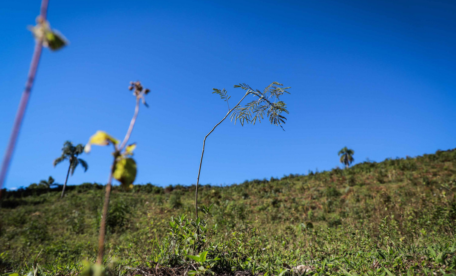 Prefeituras de 50 municípios já plantaram 86.930 mudas no programa Asfalto Novo, Vida Nova