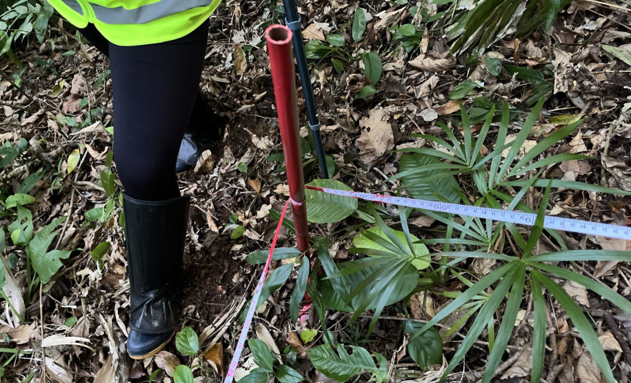 Obra da Ponte de Guaratuba inclui monitoramento da flora para preservação do meio ambiente