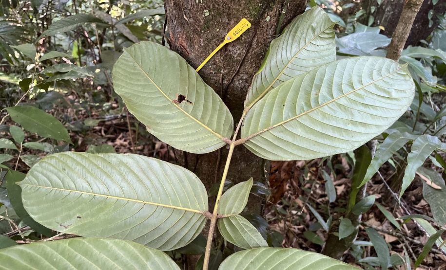 Obra da Ponte de Guaratuba inclui monitoramento da flora para preservação do meio ambiente
