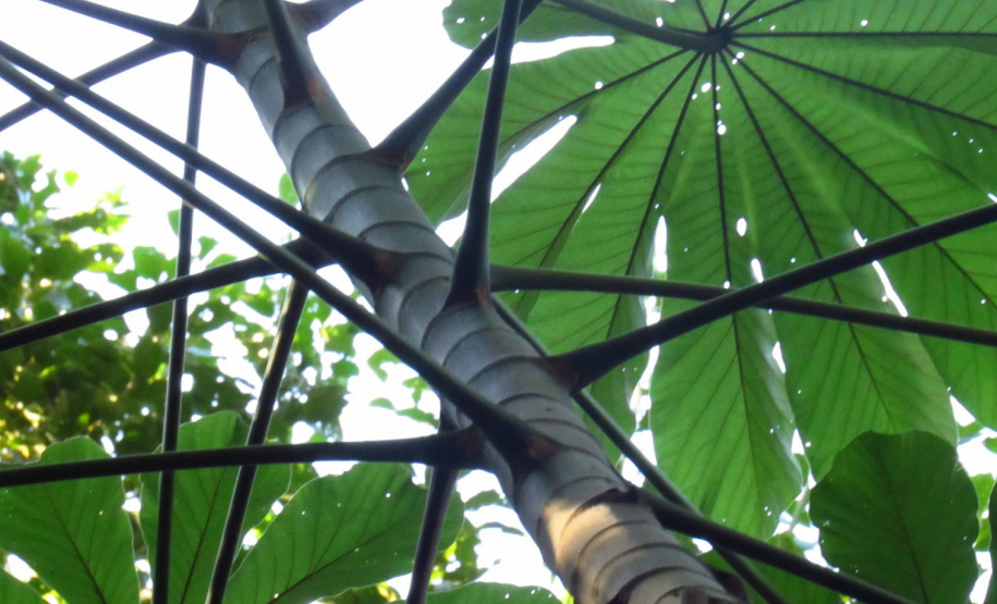 Obra da Ponte de Guaratuba inclui monitoramento da flora para preservação do meio ambiente
