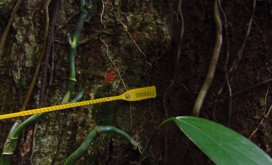 Obra da Ponte de Guaratuba inclui monitoramento da flora para preservação do meio ambiente