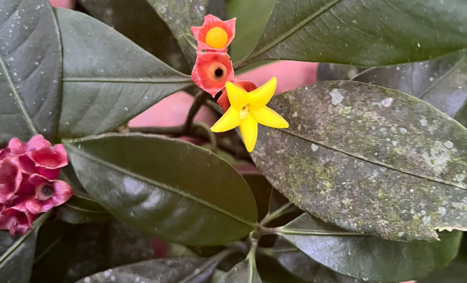Obra da Ponte de Guaratuba inclui monitoramento da flora para preservação do meio ambiente