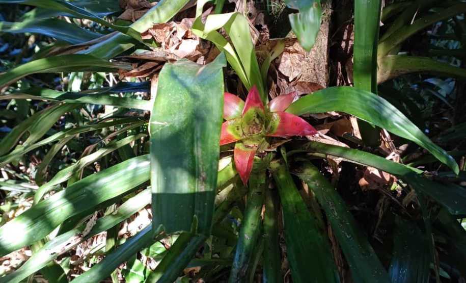 Obra da Ponte de Guaratuba inclui monitoramento da flora para preservação do meio ambiente