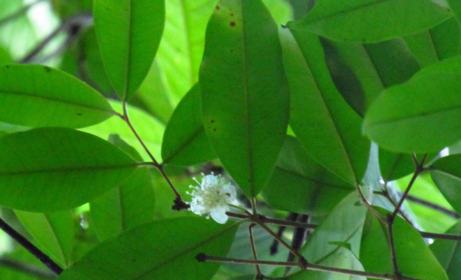 Obra da Ponte de Guaratuba inclui monitoramento da flora para preservação do meio ambiente