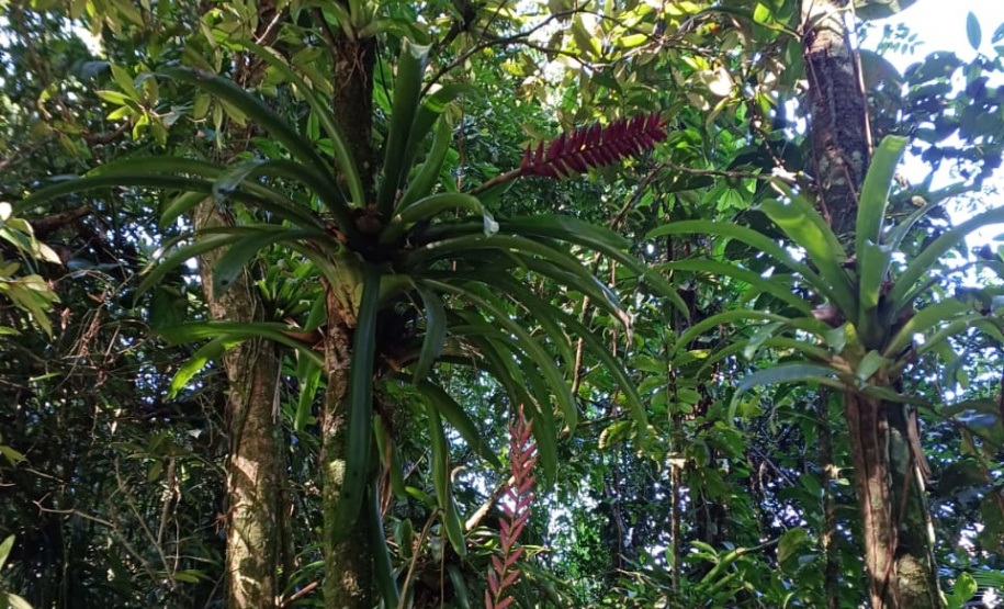 Obra da Ponte de Guaratuba inclui monitoramento da flora para preservação do meio ambiente