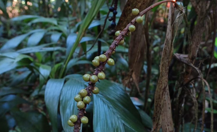 Obra da Ponte de Guaratuba inclui monitoramento da flora para preservação do meio ambiente